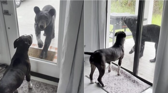 WATCH: Woman Captures ‘Heart-Stopping’ Encounter Between Her Dog And A Black Bear