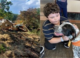 Family Dog Finds And Saves 11-Year-Old-Boy Under 12-Feet Of Rubble During Hurricane Helene