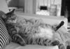 The Surprising Truth About Fat Cats: Are They Really That Bad?