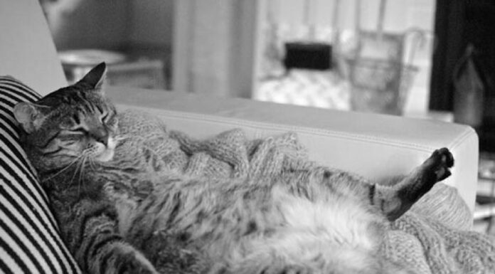The Surprising Truth About Fat Cats: Are They Really That Bad?