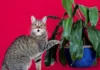 Stop Cats from Raiding Your Potted Plants: Tips & Tricks