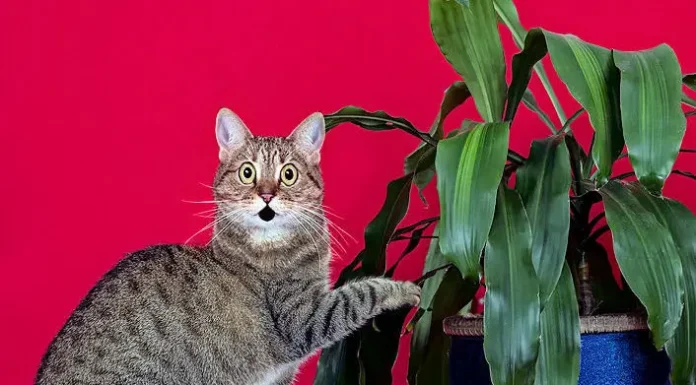 Stop Cats from Raiding Your Potted Plants: Tips & Tricks
