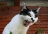 Discover the Meaning Behind 11 Common Cat Sounds