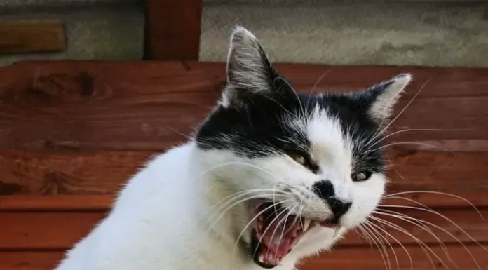 Discover the Meaning Behind 11 Common Cat Sounds