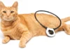 Signs Your Cat May Be in Pain: What to Look For