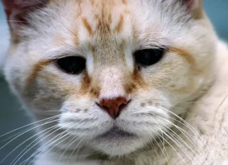 Effective Pain Relief for Senior Cats: Essential Tips