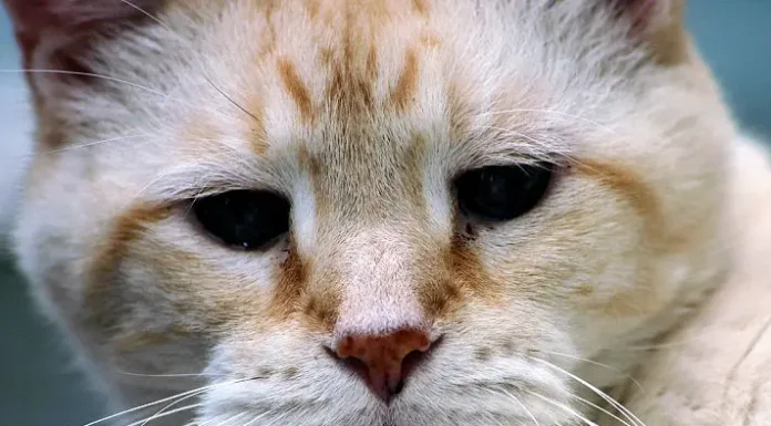 Effective Pain Relief for Senior Cats: Essential Tips