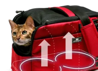 Discover the Comfort of the Assisi Loop Lounge Today