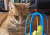 Engaging Cat Toys: Pounce House and Bird Cage Fun!