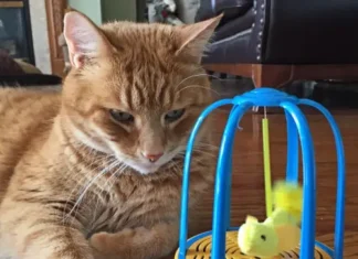 Engaging Cat Toys: Pounce House and Bird Cage Fun!