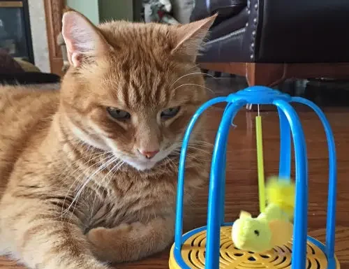 Engaging Cat Toys: Pounce House and Bird Cage Fun!