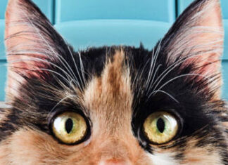 Cats and Couches: The Ultimate Harmony Guide