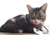 Unlocking Insights: The Feline Musculoskeletal Pain Index Explained