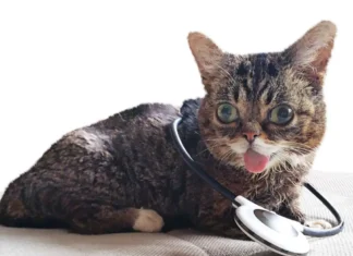 Unlocking Insights: The Feline Musculoskeletal Pain Index Explained