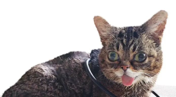 Unlocking Insights: The Feline Musculoskeletal Pain Index Explained