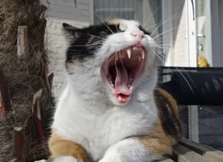 Cat Dental Health: Avoid Painful Consequences with Proper Care