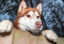 7 Ways to Keep Your Dog From Escaping the Yard