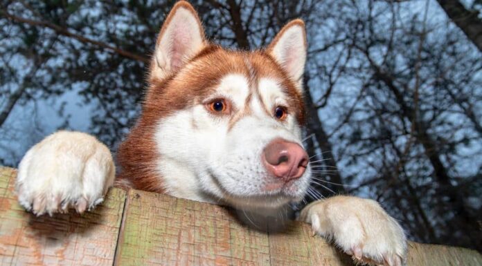 7 Ways to Keep Your Dog From Escaping the Yard