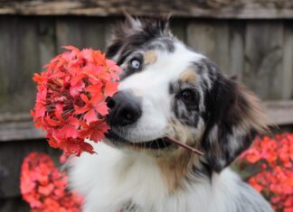 Overcoming Fiber Frustrations: Tips for a Healthier Gut