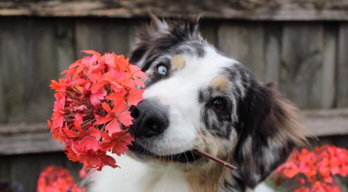 Overcoming Fiber Frustrations: Tips for a Healthier Gut