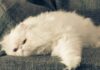 Signs Your Cat is Overweight: Key Indicators to Watch For