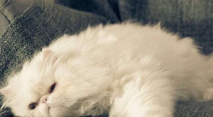 Signs Your Cat is Overweight: Key Indicators to Watch For