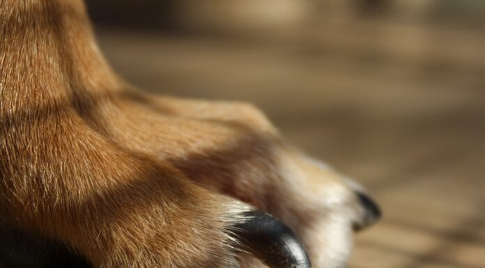 Enhance Your Pet’s Skin and Coat Health with Diet Changes