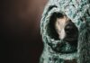 Brrr! It’s Cold Outside! Remember These 6 Signs of Frostbite in Dogs