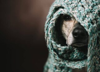 Brrr! It’s Cold Outside! Remember These 6 Signs of Frostbite in Dogs