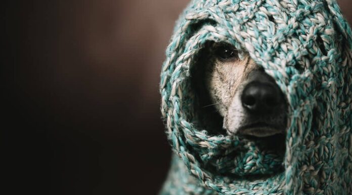 Brrr! It’s Cold Outside! Remember These 6 Signs of Frostbite in Dogs