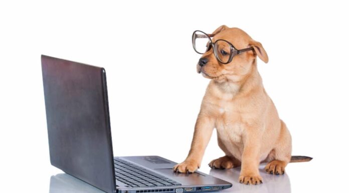 Weekly Roundup: Funny Dog Posts From Last Week (Jun 24)