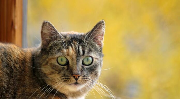 Effective Treatments for Cat Diarrhea: Quick Relief Tips