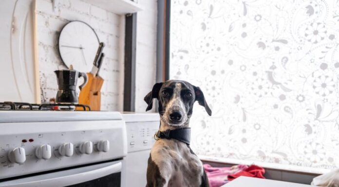 What to Do If Your Dog Swallowed a Chicken Bone