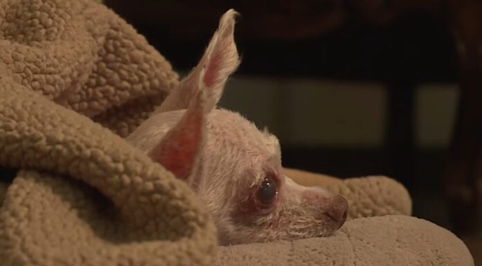 Las Vegas Dog That Went Missing In 2015 Finally Returns Home After 9 Years