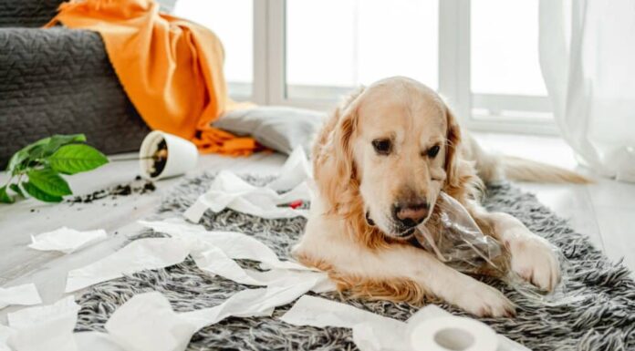 ‘Show Me Your Bad Dog’: Dog Owners Expose Their Naughty Pets Through TikTok Trend