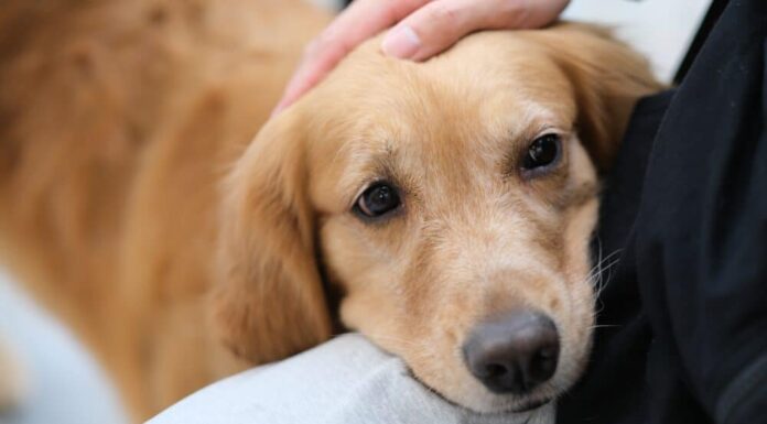 Pilot Study Shows Dogs Can Smell Trauma In Human Breath