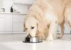 6 Of The Best Wet Dog Food For Large Breeds