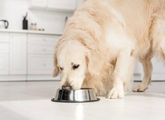 6 Of The Best Wet Dog Food For Large Breeds