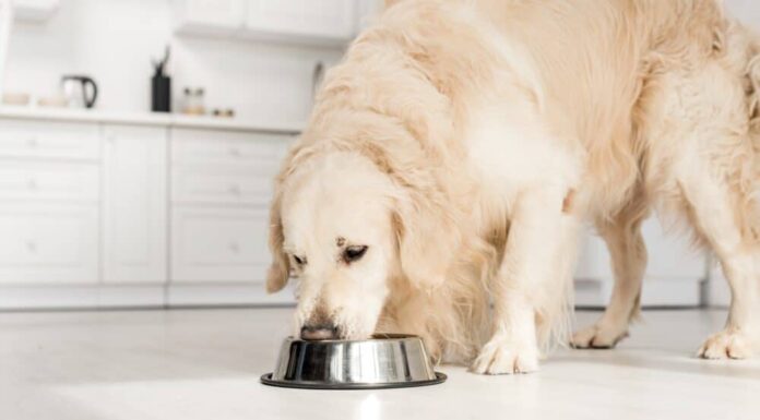 6 Of The Best Wet Dog Food For Large Breeds