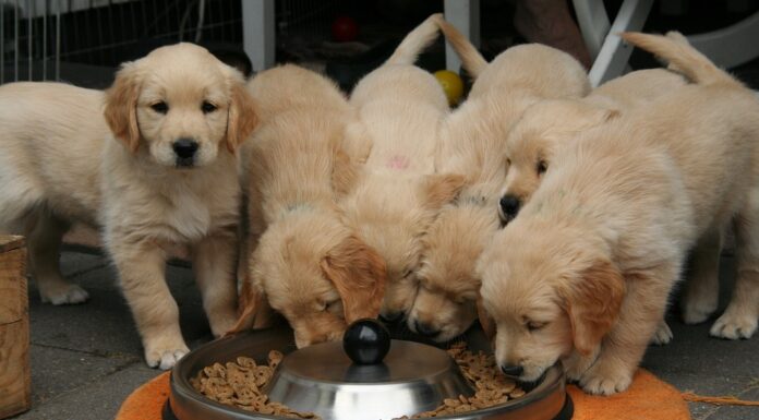 Essential Nutrients Your Pet Needs for a Healthy Life