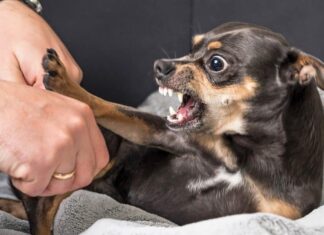 Why Some Good Dogs Go (Awfully) Bad