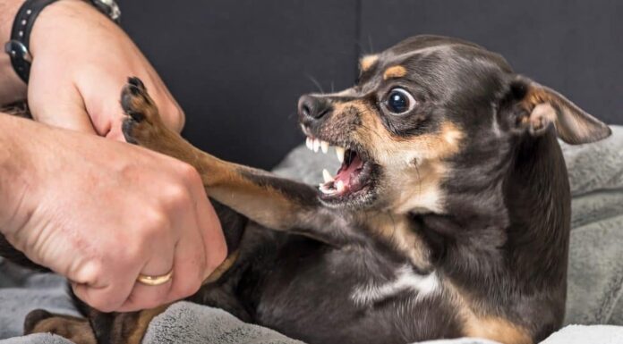 Why Some Good Dogs Go (Awfully) Bad