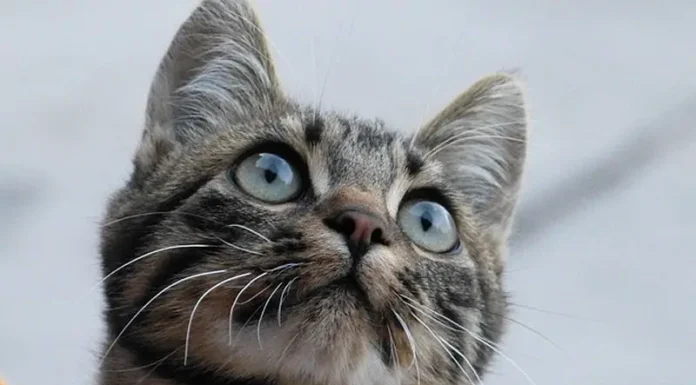 Discover the Surprising Wild Side of House Cats