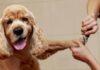 How to Keep Your Dog Still When Grooming: Pro Groomer Tips