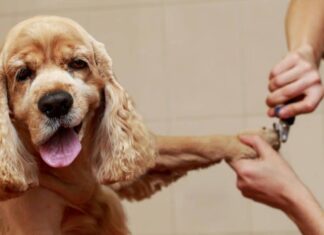 How to Keep Your Dog Still When Grooming: Pro Groomer Tips