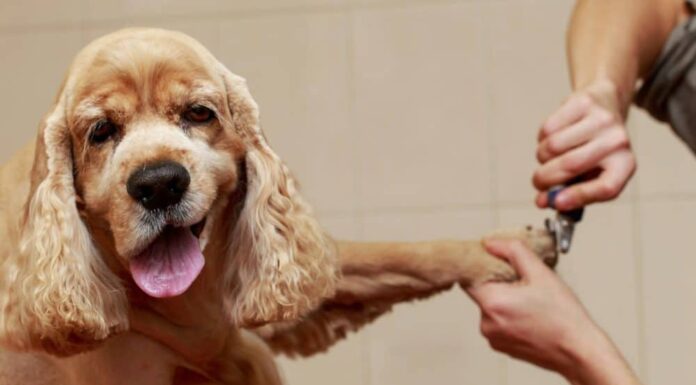 How to Keep Your Dog Still When Grooming: Pro Groomer Tips