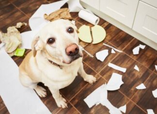 5 Common Dog Bad Habits (And How to Break Them!)