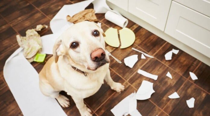 5 Common Dog Bad Habits (And How to Break Them!)