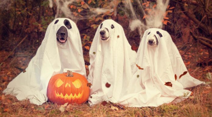 Beware: Hidden Risks in Your Halloween Candy