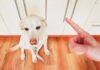 The Art Of Dog Apology: How Our Pooches Say Sorry